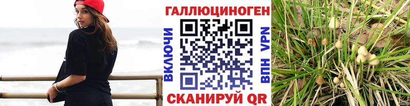 Купить где  Катайск  Галлюциногенные грибы мухоморы 
